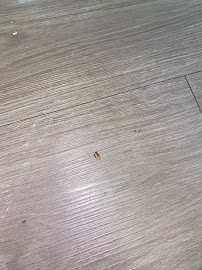 Gallery image 8 — home pest inspection Dallas