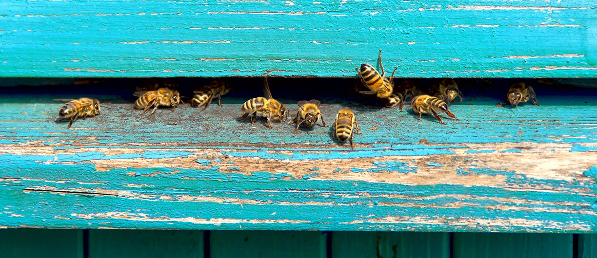 Gallery image 3 — pet friendly pest control Dallas