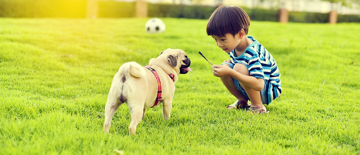 Gallery image 14 — pet friendly pest control Dallas