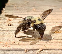Gallery image 12 — pet friendly pest control Dallas
