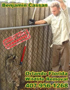 Gallery image 1 — licensed wildlife trapper Lake Mary