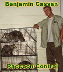 armadillo trapping Lake Mary