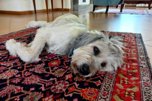 About white glove rug service Austin