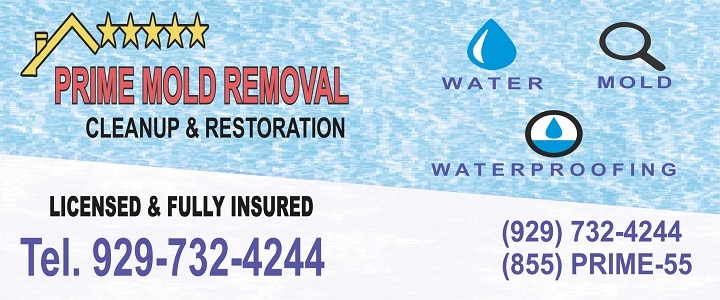 residential mold remediation NYC
