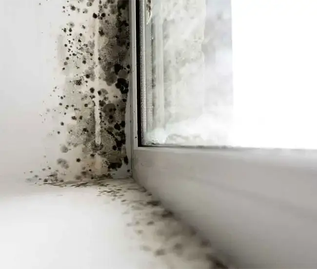 Gallery image 9 — commercial mold inspection Manhattan
