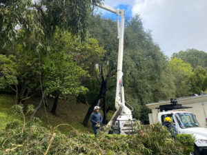 Gallery image 8 — hedge pruning near me