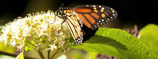 organic landscaping Santa Clara County