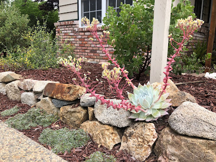 Gallery image 5 — organic landscaping Santa Clara County