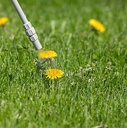 Gallery image 5 — HOA landscaping Kensington
