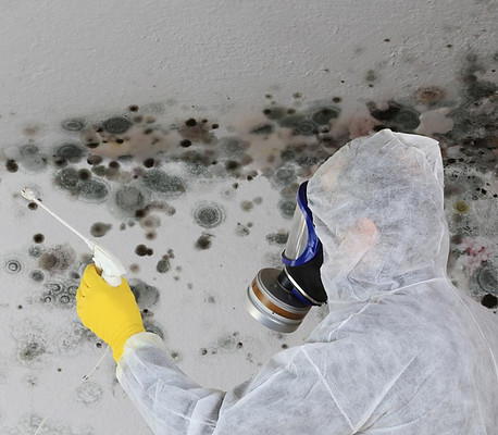 commercial mold removal near me