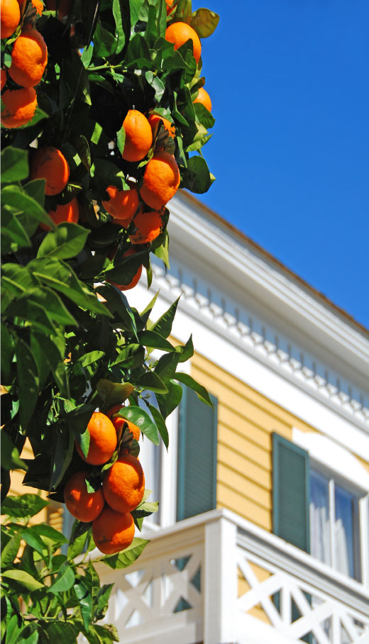 Florida State Tent-less Termite Treatment