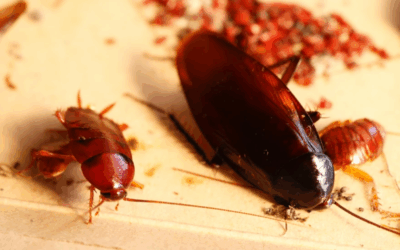 Gallery image 1 — bed bug control Miami