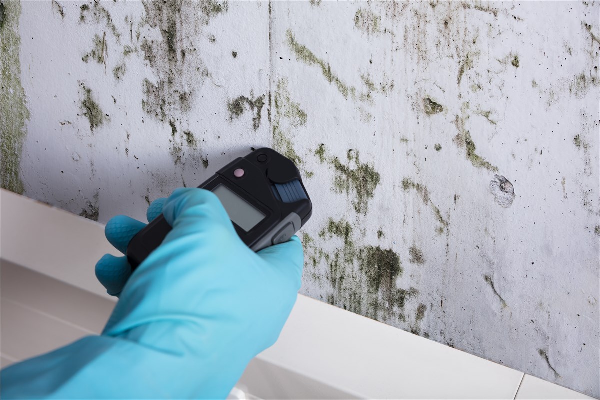 emergency mold detection near me