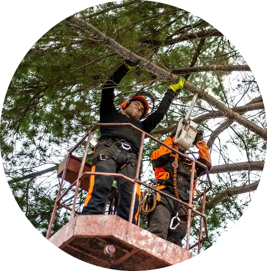 Gallery image 5 — Casino Tree Service and Landscaping LLC