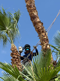 best tree removal in Casino Tree Service and landscaping LLC