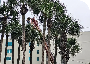 Gallery image 7 — Casino Tree Service and Landscaping LLC