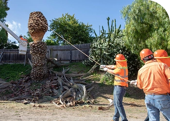 Gallery image 3 — Casino Tree Service and Landscaping LLC