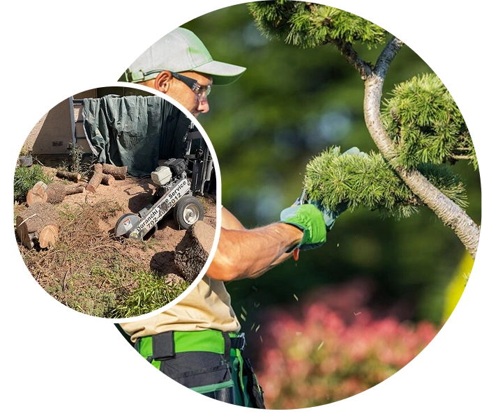 Gallery image 6 — Casino Tree Service and Landscaping LLC