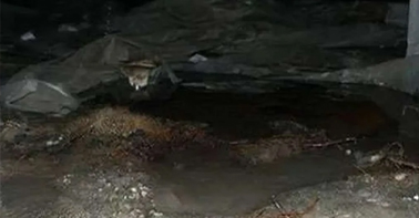 Gallery image 1 — shotcrete foundation repair HomeStrong