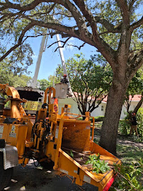 About tree disease treatment near me