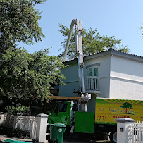 tree service San Antonio photo