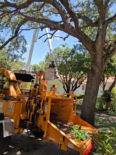 Gallery image 7 — tree disease treatment near me