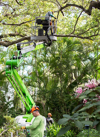 Gallery image 8 — tree disease treatment near me