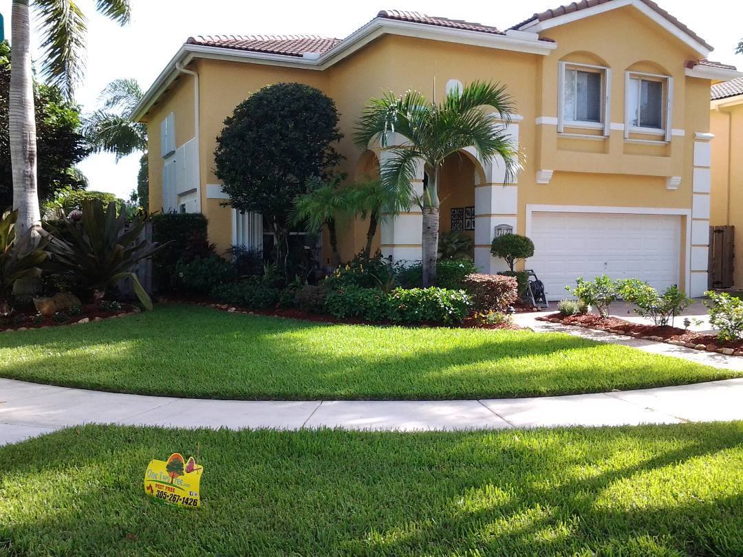 tree disease treatment near me