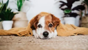 Gallery image 6 — residential carpet cleaning Denver