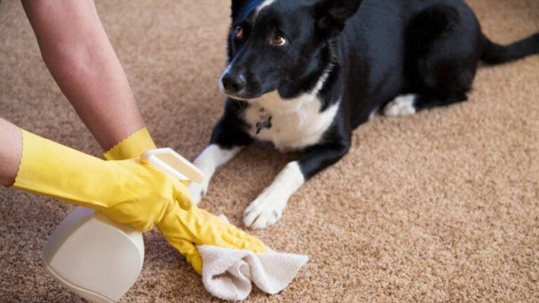 Gallery image 3 — residential carpet cleaning Denver