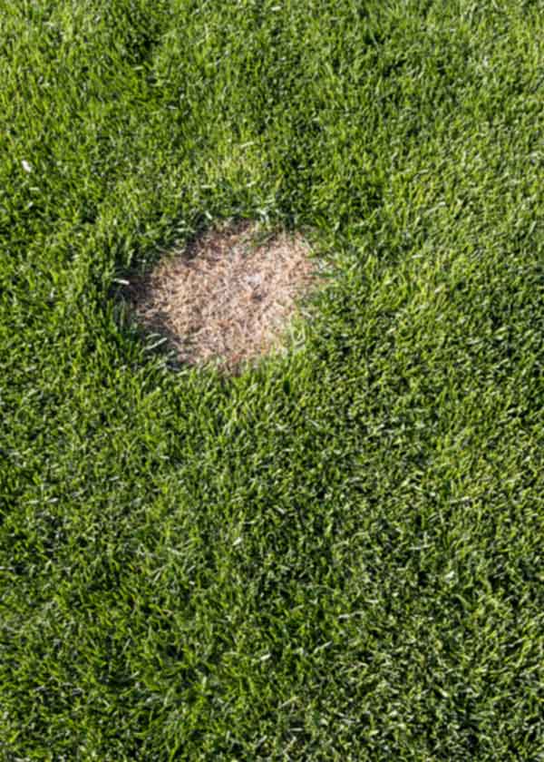 Gallery image 2 — lawn care Marietta