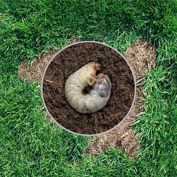 Gallery image 6 — lawn care Marietta