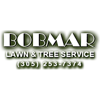About palm trimming Miami