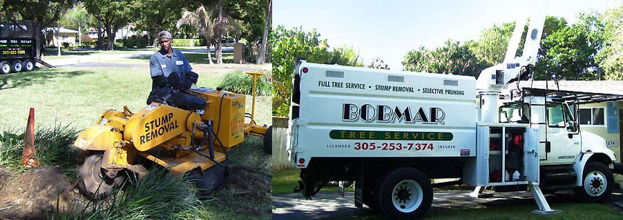 Gallery image 4 — palm trimming Miami