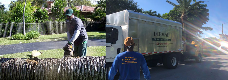Gallery image 5 — palm trimming Miami
