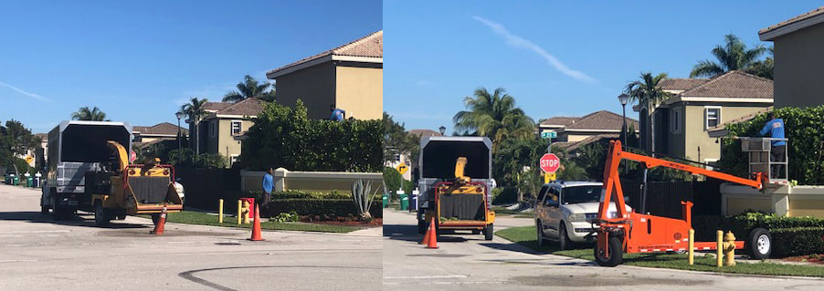 Gallery image 6 — palm trimming Miami