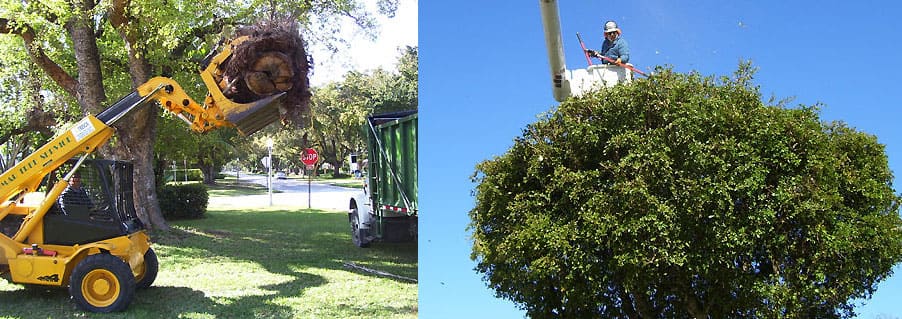 Gallery image 7 — palm trimming Miami