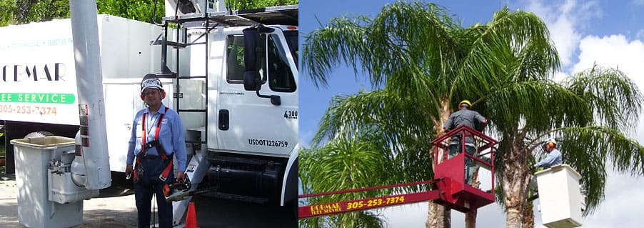 palm trimming Miami