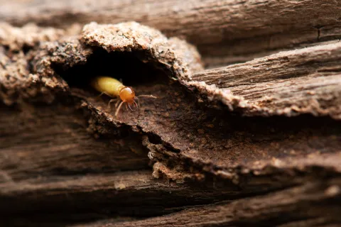 Gallery image 1 — RIDD Pest Control