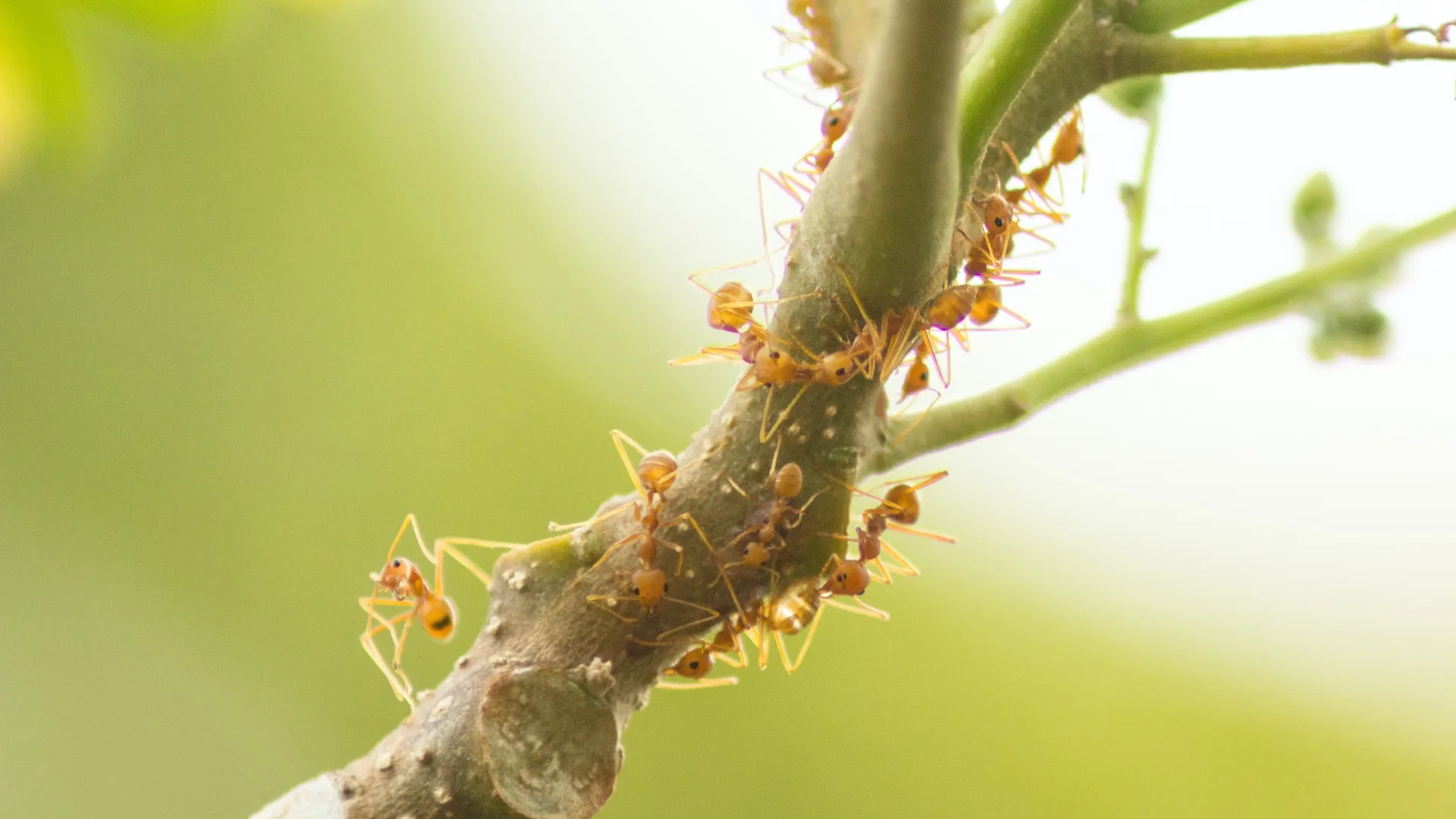 Gallery image 6 — RIDD Pest Control