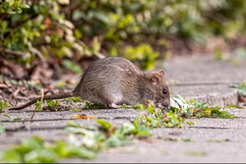 Gallery image 8 — RIDD Pest Control