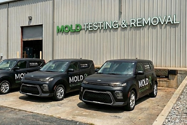 mold removal near me