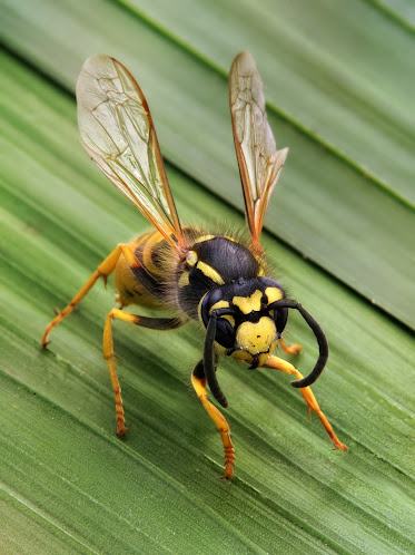 About A1 Bed Bug Exterminator Atlanta