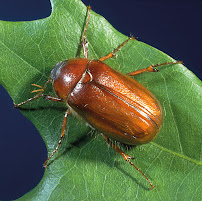 Gallery image 4 — A1 Bed Bug Exterminator Atlanta
