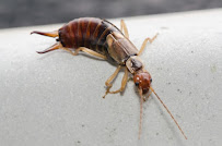 Gallery image 5 — A1 Bed Bug Exterminator Atlanta