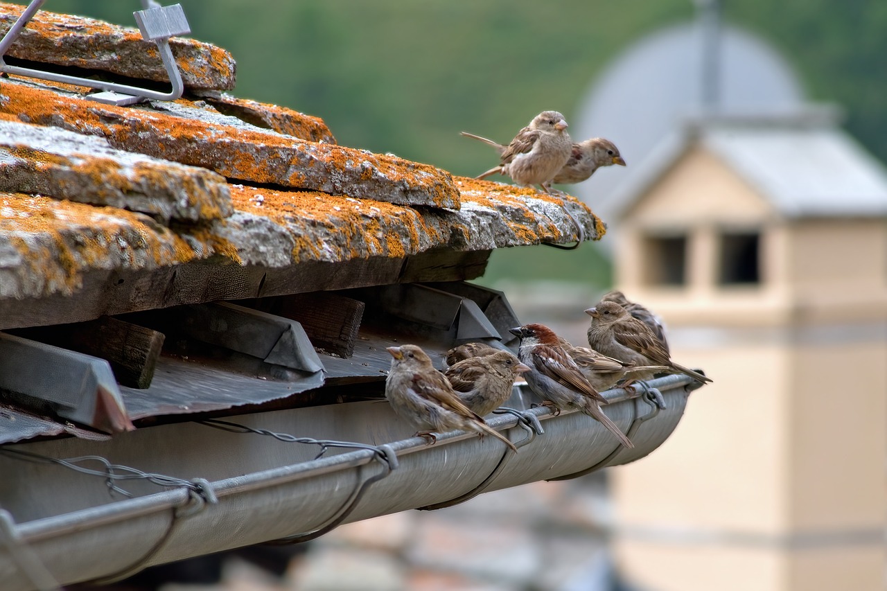 Gallery image 1 — STAR Roofing Service