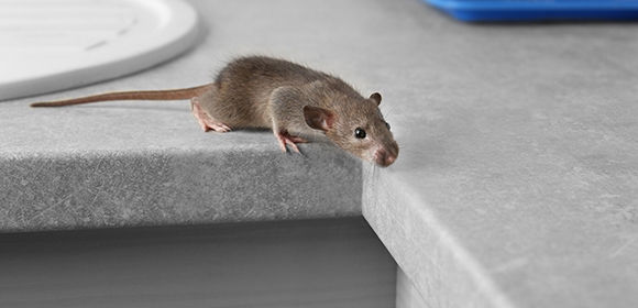 Gallery image 1 — Do It Yourself Pest Control