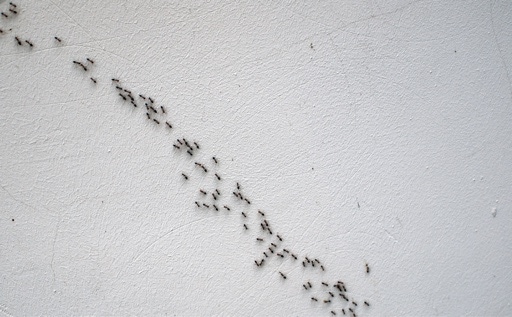 Gallery image 8 — Do It Yourself Pest Control