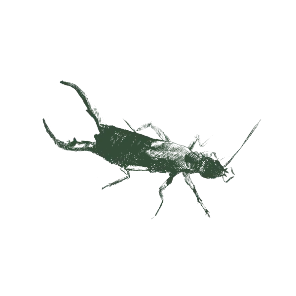 Gallery image 5 — pest prevention San Jose