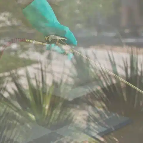 Gallery image 1 — mosquito control San Diego